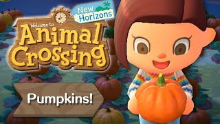 Pumpkins for Dummies [Reupload] | Animal Crossing New Horizons