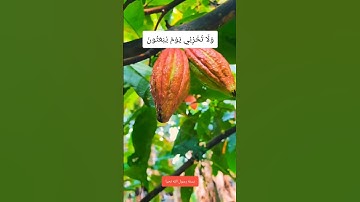 الشيخ عبد الباسط عبد الصمد | ﴿ ولا تخزني يوم يبعثون ﴾ تلاوة مؤثرة