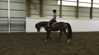 MSU Solanna Under Saddle