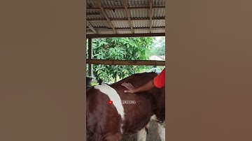 pedet termahal di blitar 150 jus belum di lepas #sapijember