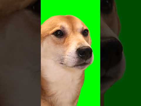 Dog Dancing Greenscreen