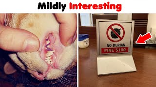 ‘Mildly Interesting’ Things That May Surprise You