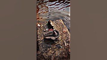 Mahakal status😚Bholenath status🙏Mahadev status🏵️#shorts  #2024status #youtubeshorts #2025status