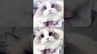 Imut Bgtt Siih Cingfansalisha cat fyourpage