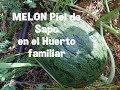 Cultivo melon piel de sapo en huerto familiar