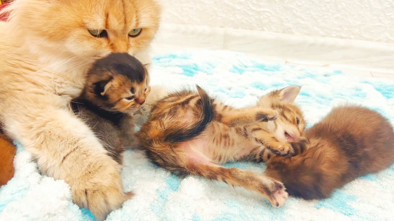 Приемные котята показывают свои трюки, пока мама-кошка кормит своих новорожденных