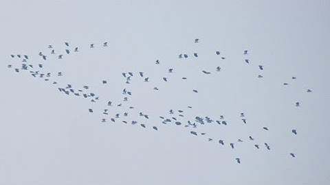 230 Northern Lapwing migrating, Nabben, Falsterbo, 2025-11-08