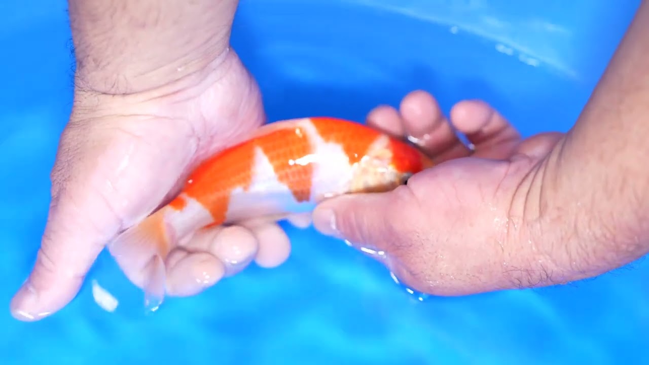 近藤養魚場 新作当歳(2023年度産)限定オークション230924-03の出品鯉のご紹介!! 近藤養魚場 新作当歳(2023年度産)限定オークション230924-03の出品鯉のご紹介!!