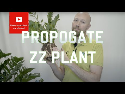 3 easy ways to propagate Zamioculcas Zamiifolias ZZ Plant