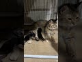 Hello Mama Zuri &amp; kittens 🧡 #persiancat #momcat #cats #kittens #meow #pawkids124 #persian