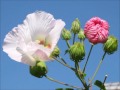 八尾「おわら風の盆」