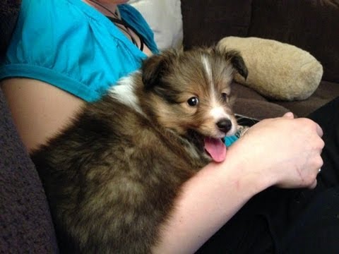 8 week old sheltie