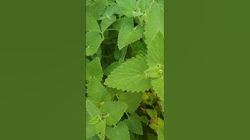YOUR CAT WILL LOVE THIS CATNIP PLANT IN THE GARDEN🌳🌿🍀