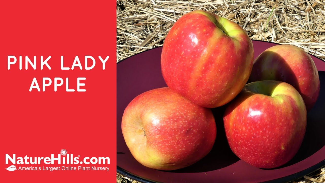 What Are Pink Lady Apples: Learn About Pink Lady Apple Growing