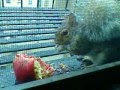 New york city squirrel eating a pomegranate in the first snow