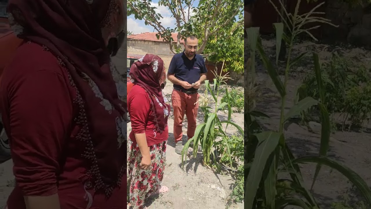 Nevşehir Avanos Göynük köyünde üzüm fidanı üretimi yapılıyor..