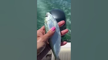 Đi biển ăn gỏi cá trích nào.# #luonxunghe #food #amthuc #monngonmoingay