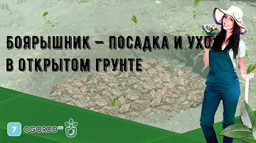 Боярышник — посадка и уход в открытом грунте
