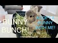 Adopt A Bunny With Me! | Bunny Bunch | Netherland Dwarf