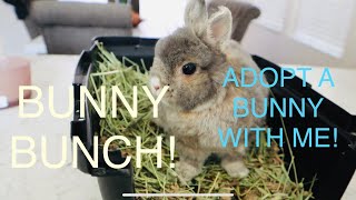 Adopt A Bunny With Me! | Bunny Bunch | Netherland Dwarf