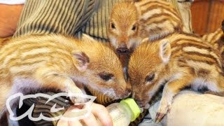 Cute Baby Boar Piglets! | The Cute Show