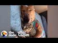 Kitten Isn't Sure About His Pittie Brother — At First  | The Dodo Odd Couples