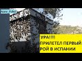 #Пчеловодство6тирамочныхульев# Ура!!!! Прилетел первый рой в Испании!