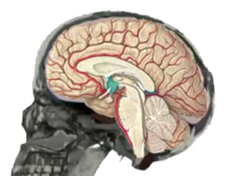 Der Hypothalamus  Lage und Funktion