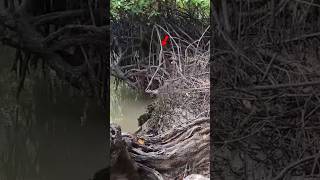 A Subtle But Sure Touch #fishing #mancing #wildfishing #shortvideo #fyp