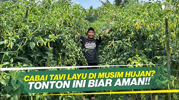 6 CARA ANTISIPASI AGAR CABAI TAHAN VIRUS TIDAK LAYU DI MUSIM HUJAN‼️