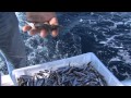 Italian Fishing TV - Shimano - Drifting in Toscana