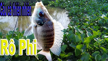 CÂU CÁ THIÊN NHIÊN[CAU CÁ RÔ PHI BẰNG MỒI TÉP]MIMH DUC MT