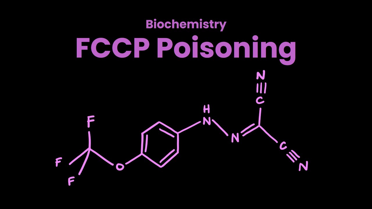 What Does FCCP Poisoning Do To The Body YouTube what-does-fccp-poisoning-do-to-the-body-youtube