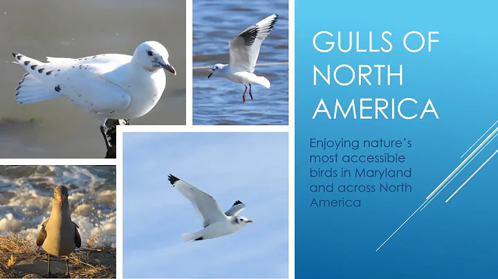 Gulls of North America: Fred Shaffer