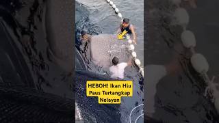HEBOH! Ikan Hiu Paus Tertangkap Jaring Nelayan! #shorts