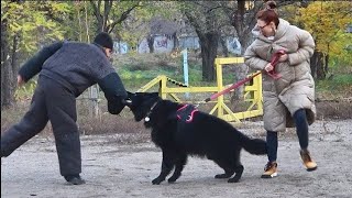 Super protection  black longhaired German shepherds.