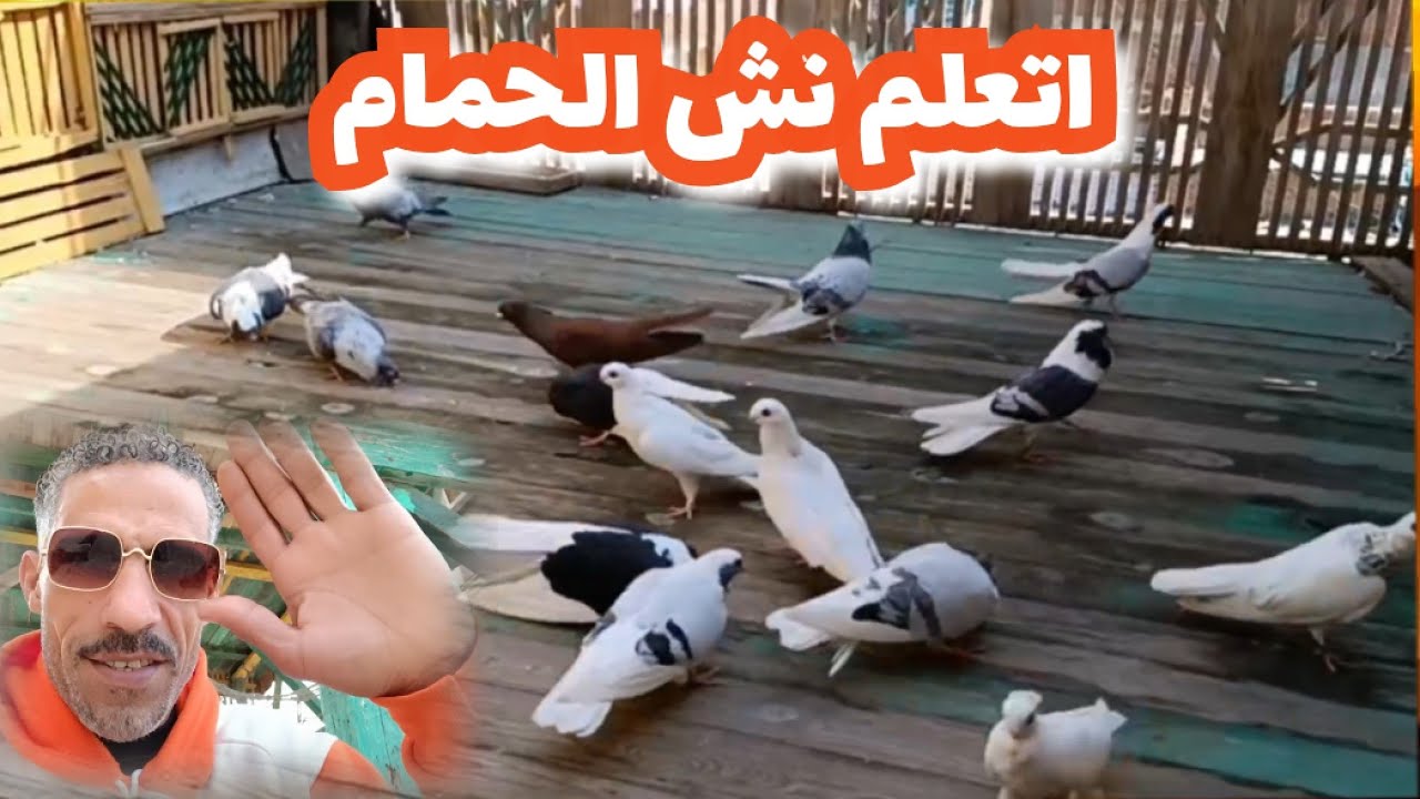 لو عايز تتعلم تنش حمام بالطريقة الصح شوف الفيديو دة#تربووالغيةالمصرية