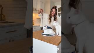 Cat’s UNSTOPPABLE Reaction When Woman Cuts the Cake! 😂🐱 #cat #cats #shorts