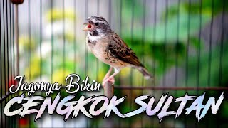 SUARA BURUNG BLACKTHROAT GACOR UNTUK MASTERAN KENARI PAUD #04