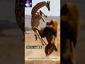 Dekhiye kaise giraffe ne apni taakat se lion ko peeche hata diya…#chhotaalivlogs #lion #shorts