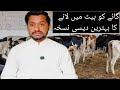 Janwar Ko Heat Main Lany Ka Triqa جانور کو ہیٹ میں لانے کا طریقہ How To Get An Animal In A Heat 