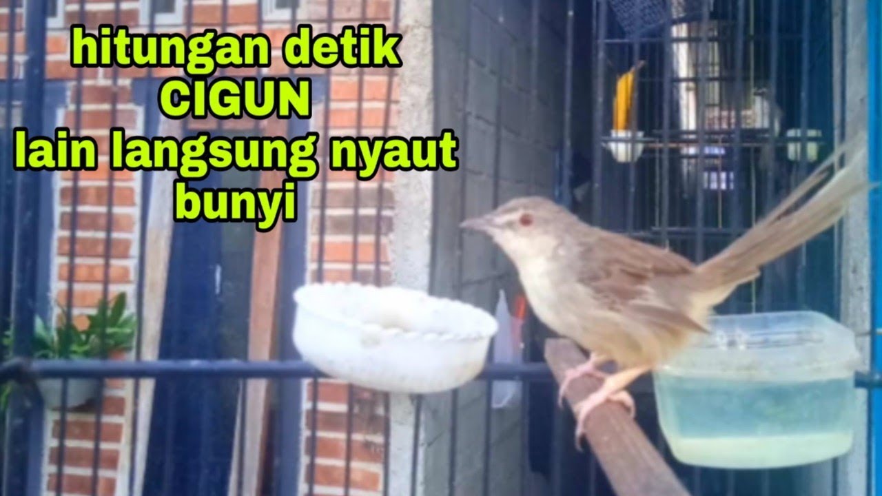 pancingan ciblek gunung agar bunyi suara ngebrem