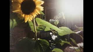 9 million bicycles  -- cover by Tereza