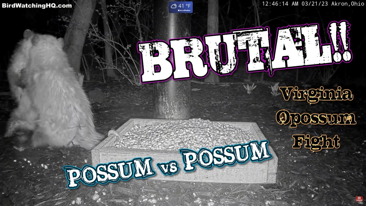 BRUTAL!! Opossum Fight @BWHQ 3.21.23 - YouTube