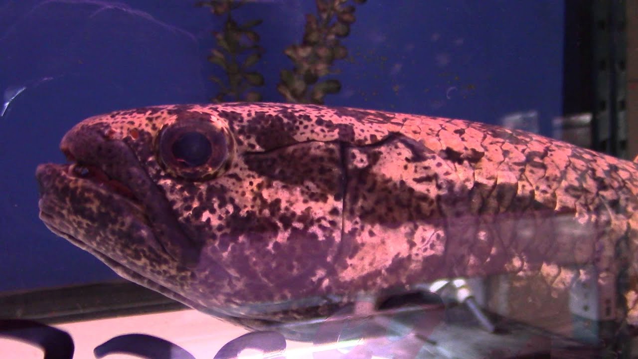Black Wolf Fish at LFS [HD] YouTube