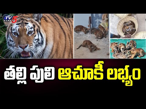 తల్లి పులి ఆచూకీ లభ్యం |  Tiger Cubs In Nandyal District | TV5 News Digital - TV5NEWS