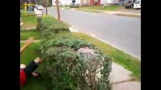 retard jumps over bush
