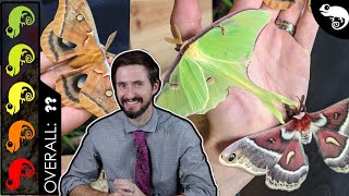 Giant Silk Moth, The Best Pet Insect?