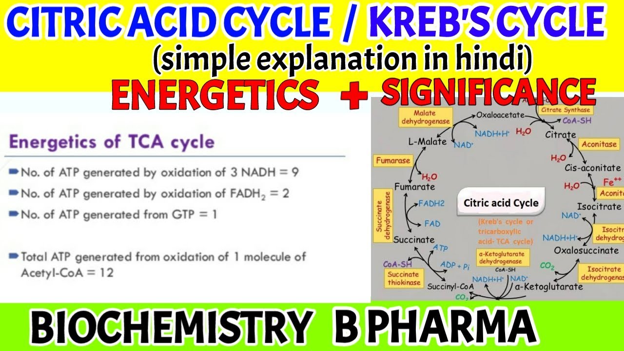 Citric acid cycle || krebs cycle || Biochemistry || B pharma || - YouTube