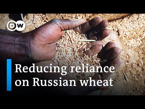 Senegal wheat prices create demand for locally-sourced cereals